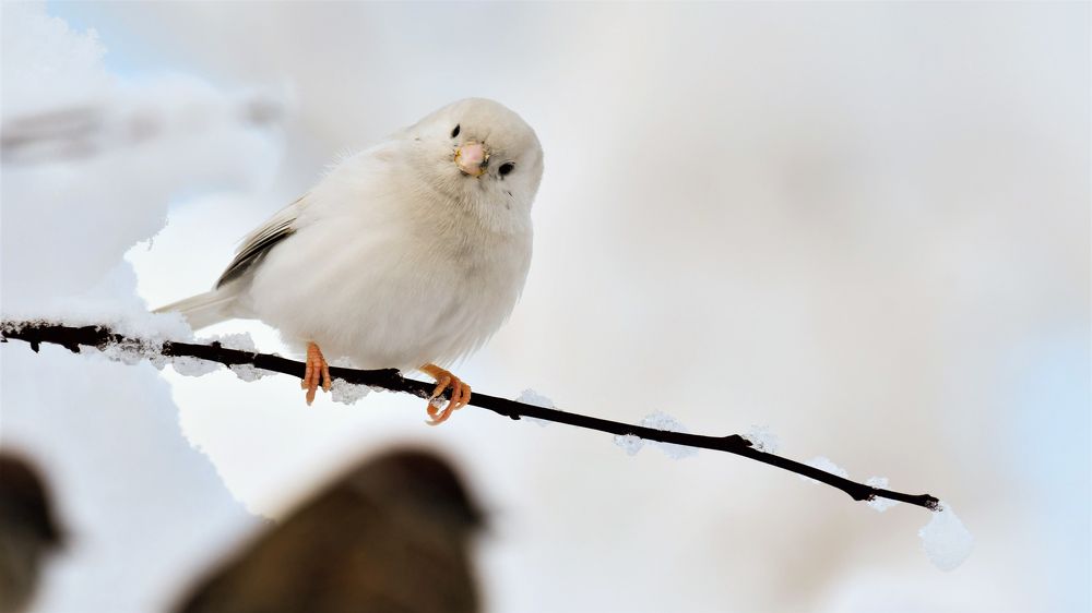 The Bird is White