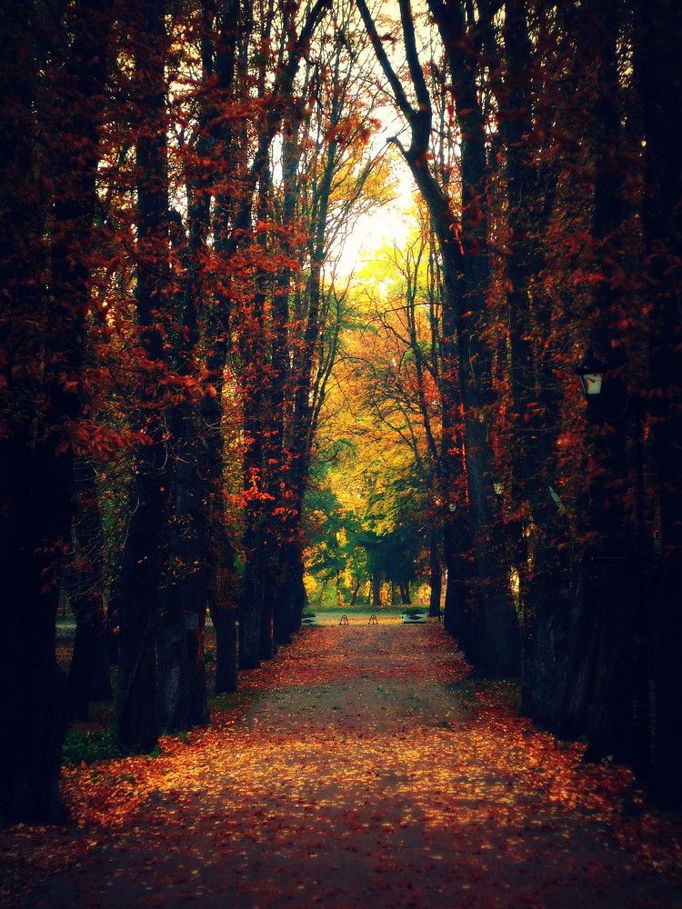 Опавшее золото Осени...