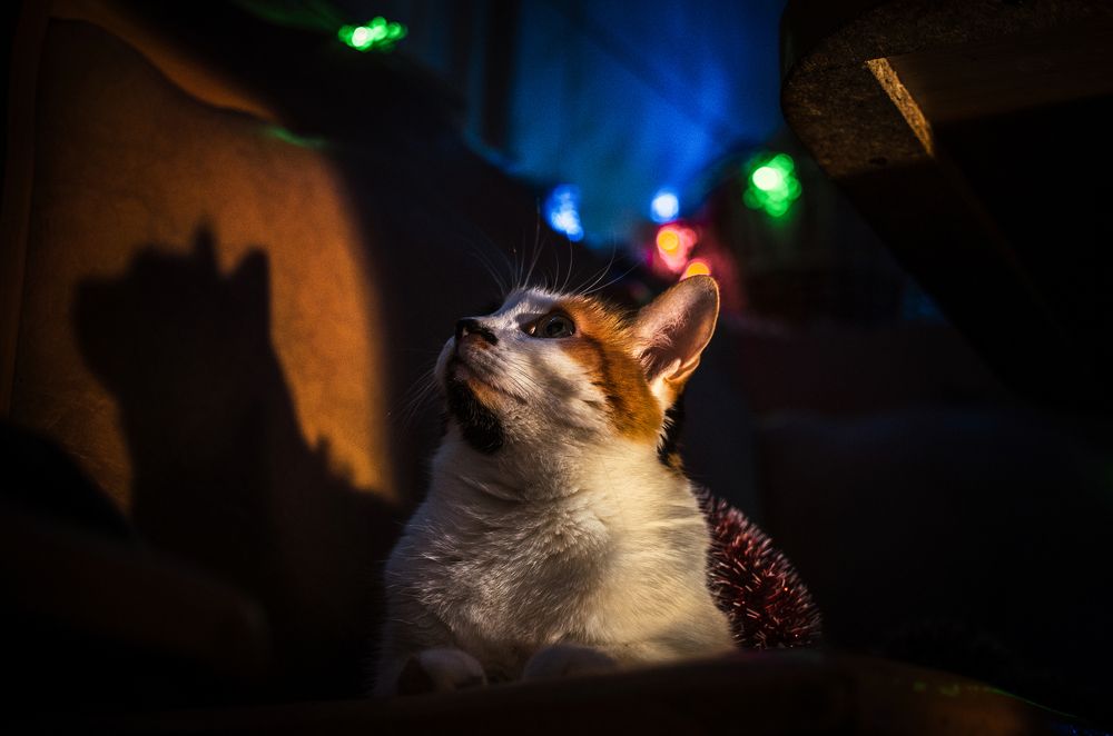 The Hero that we deserve