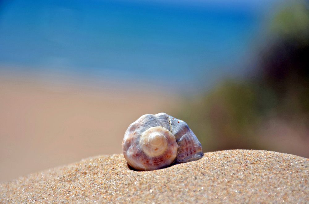 Seashell