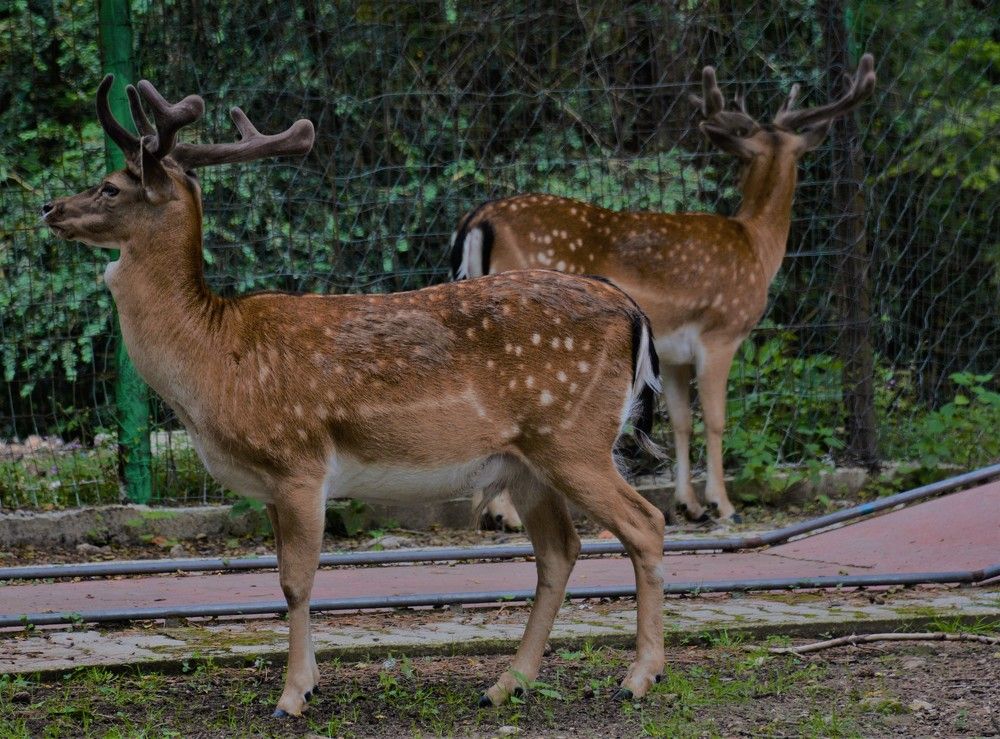 Photograph by Naim Iseni