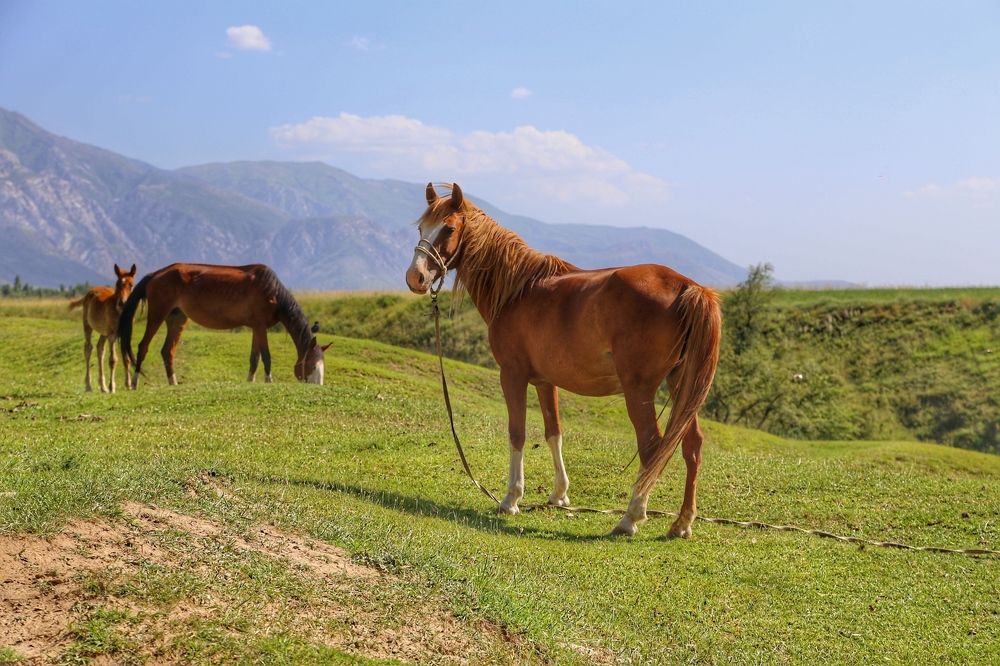 horses and mountains
