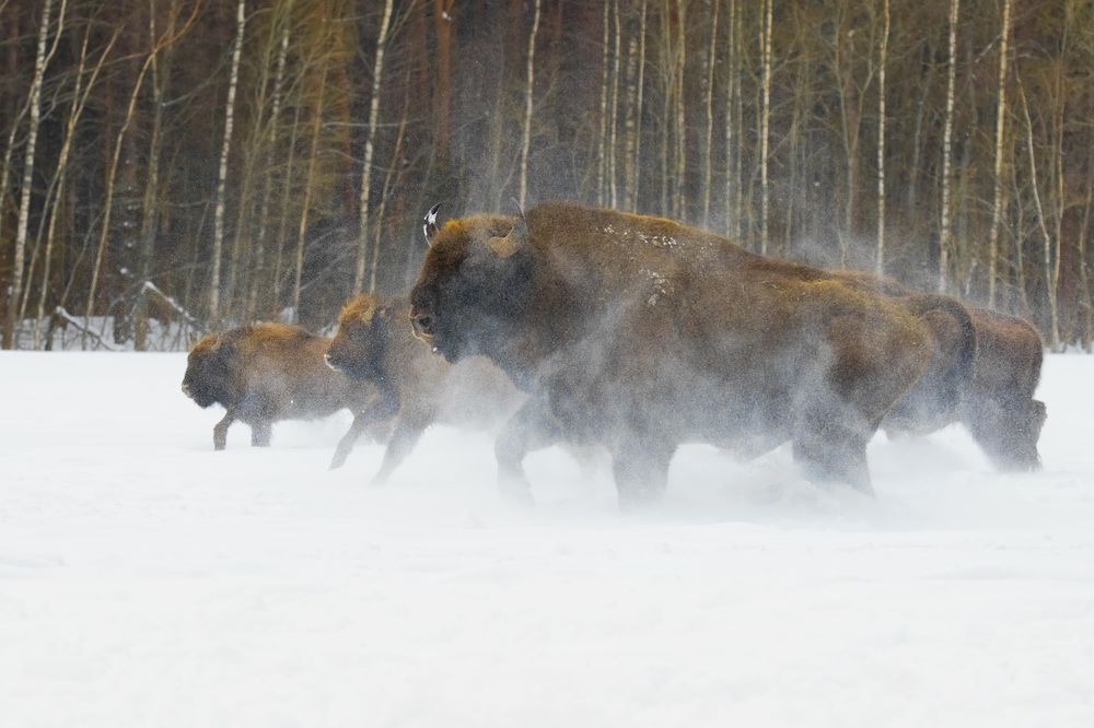 Штормовые / Storm