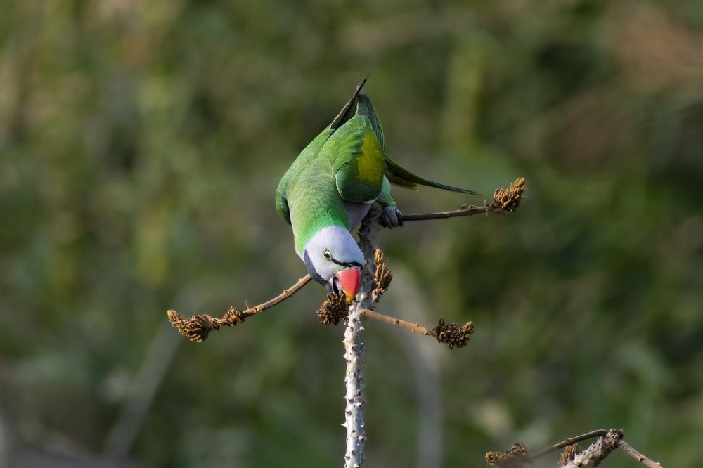 Red-breasted Parakeet