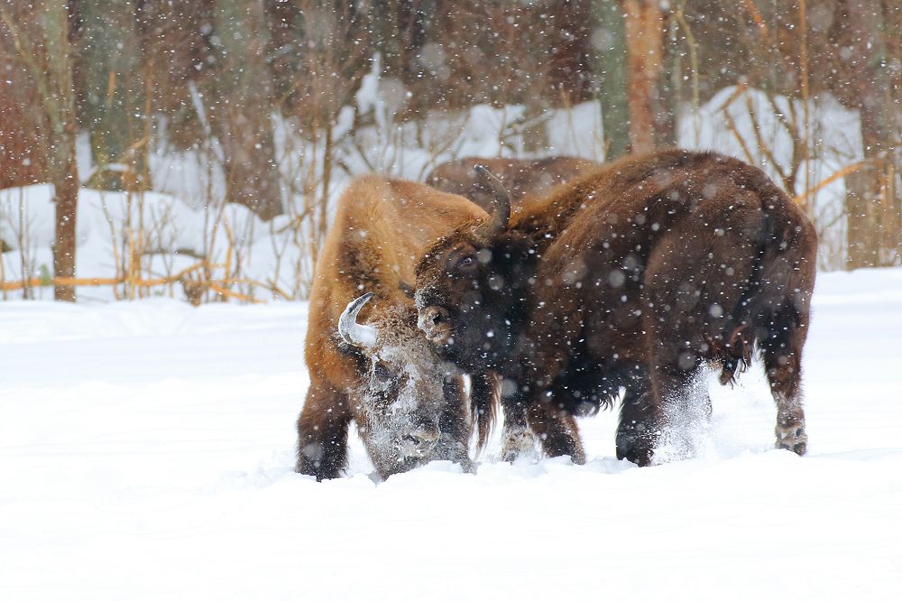 Снежный поединок / Snow duel