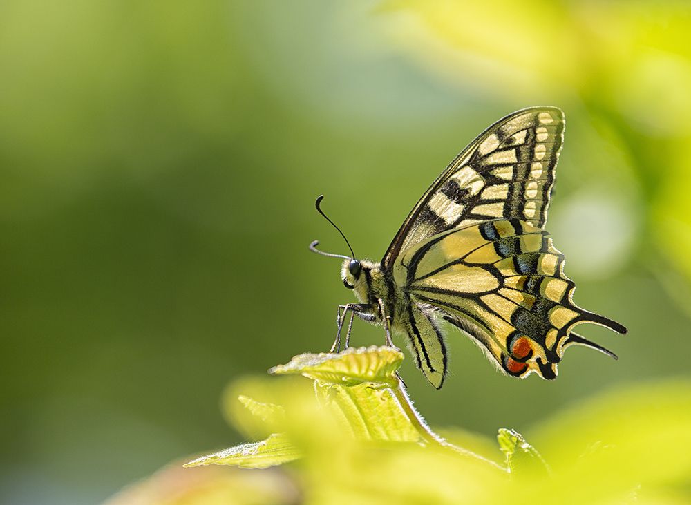 Зелено-желтое