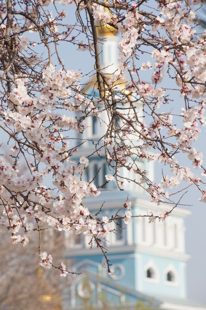 Цветущий урюк на Пасху