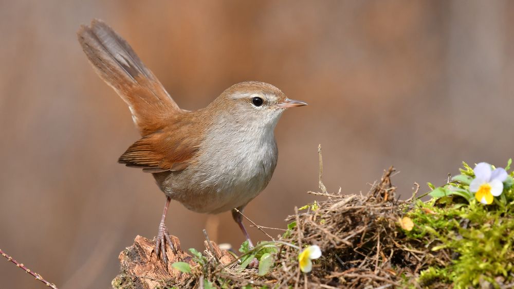 The Cetti`s Warbler