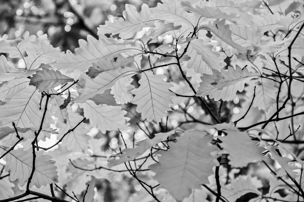 Photograph by Денис Бутин