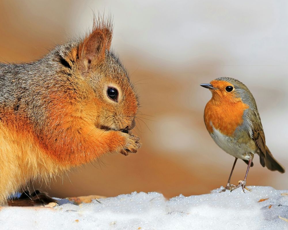 Robbins and Squirrel