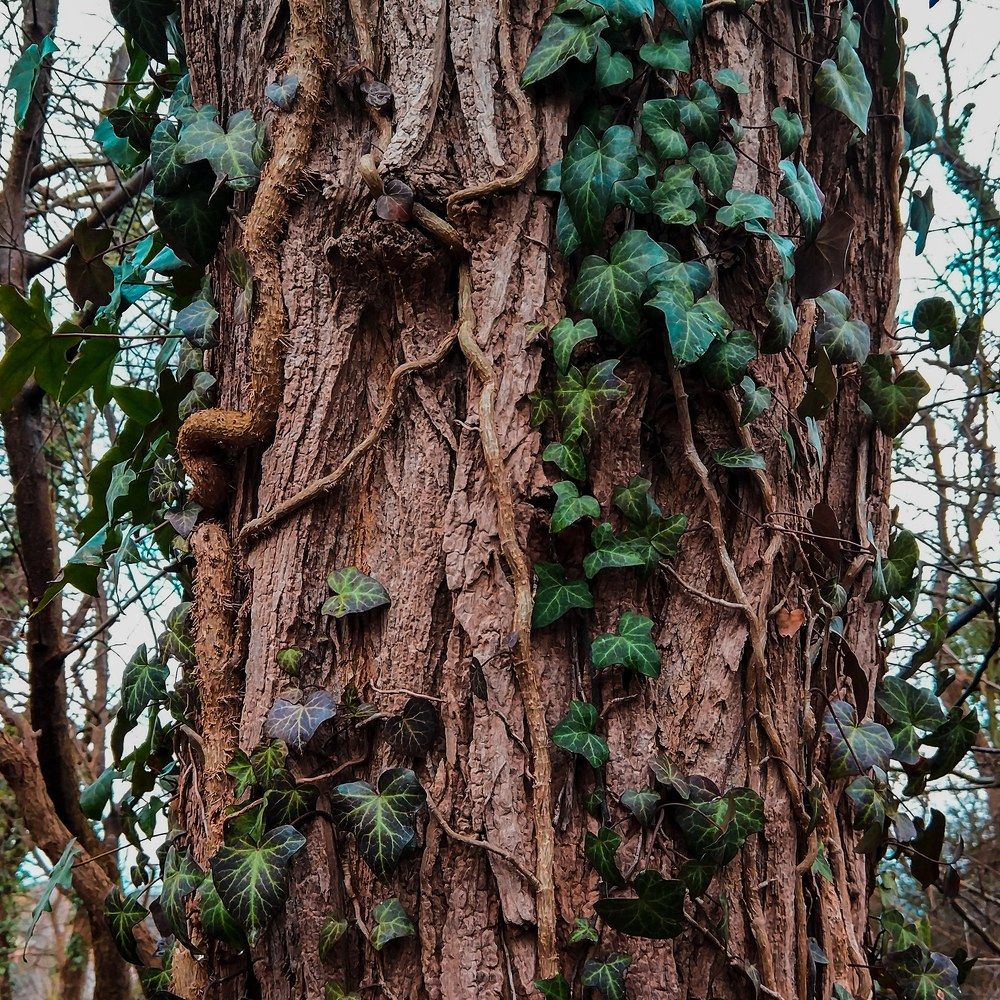 Обвивая дерево