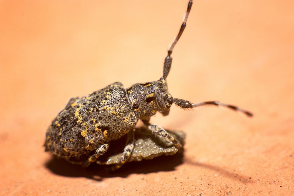 Усатый-полосатый