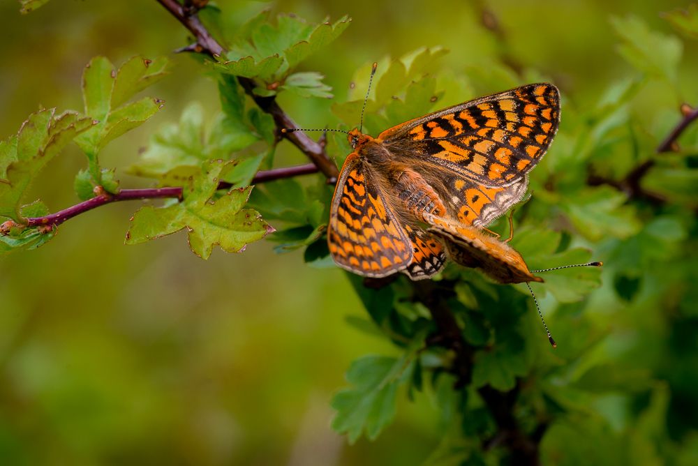 butterfly mating