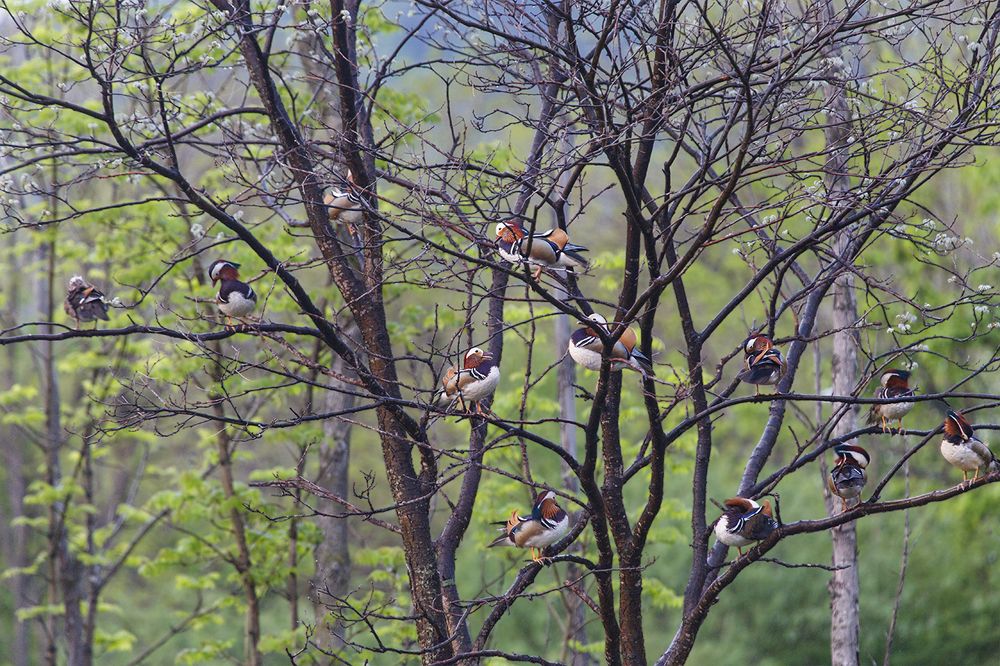Мандариновое дерево