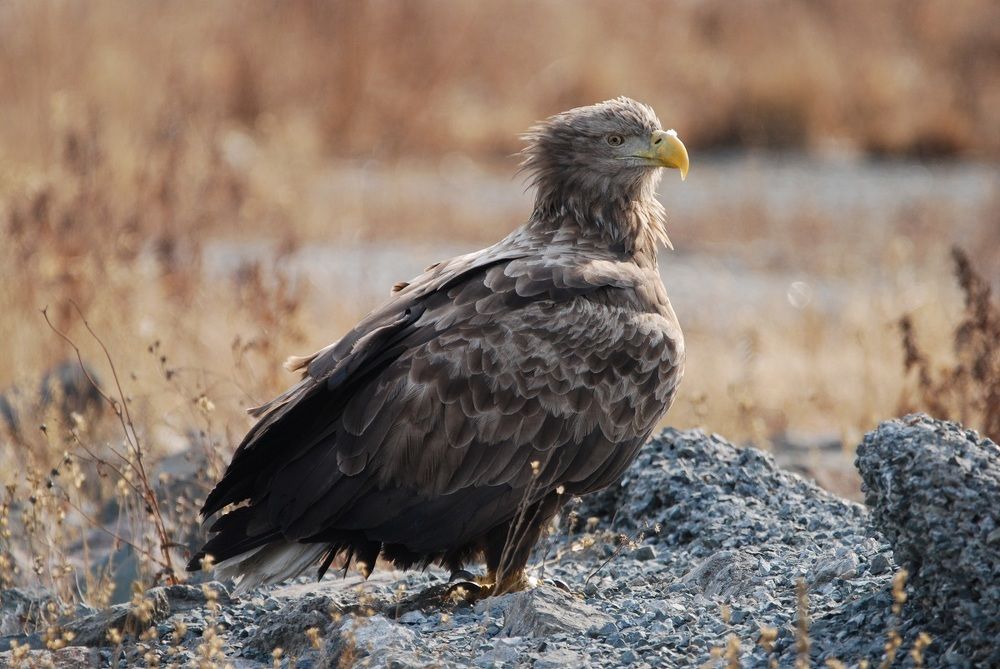 Белохвостый орлан.