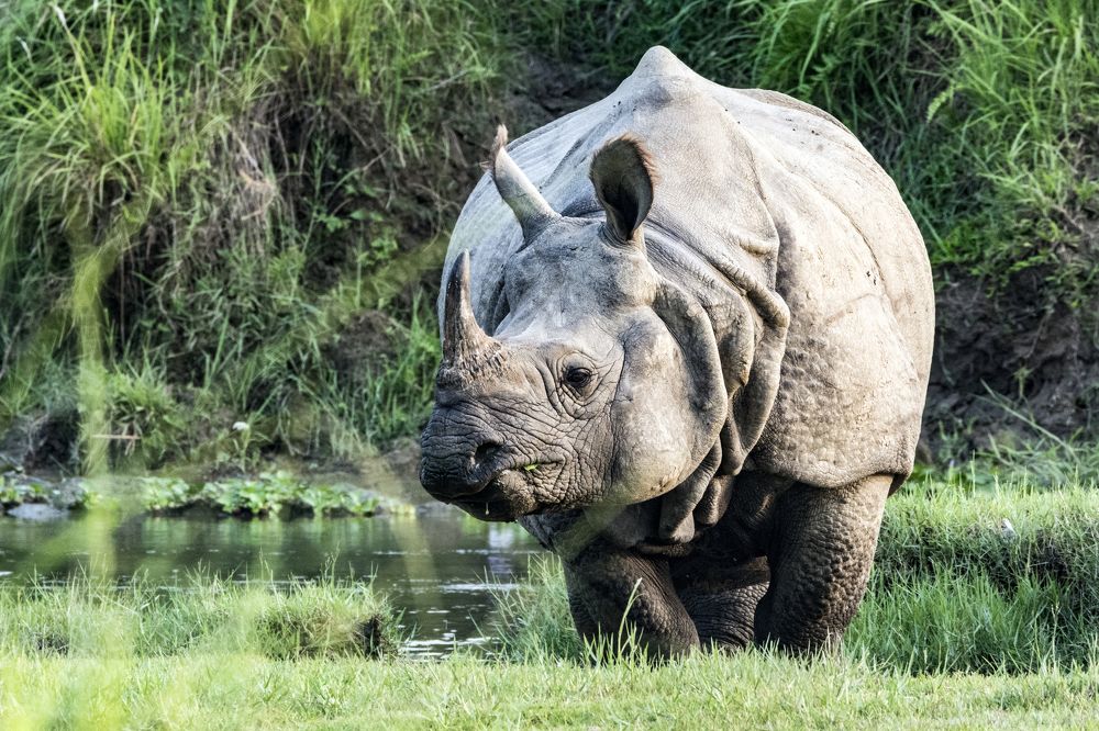 Photograph by ANTON GUTMANN