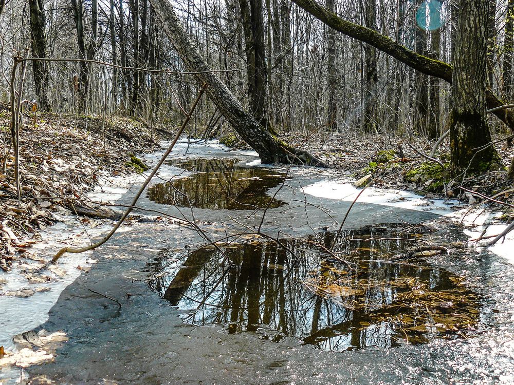 В весеннем парке...