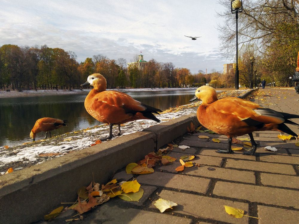 Утиная прогулка