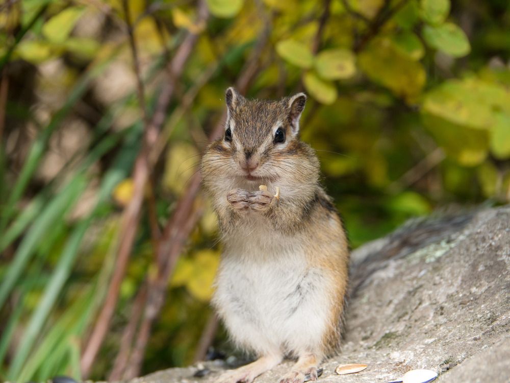 Старый знакомый