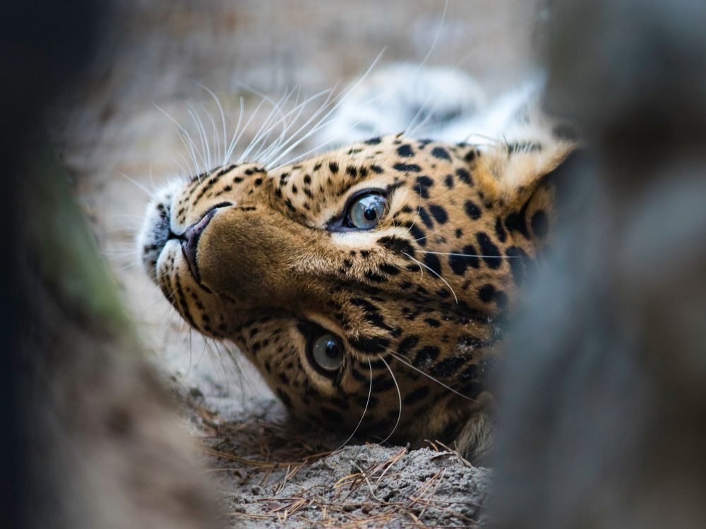 Из жизни дальневосточного леопарда