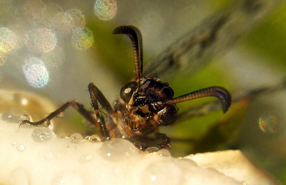 Пробуждение