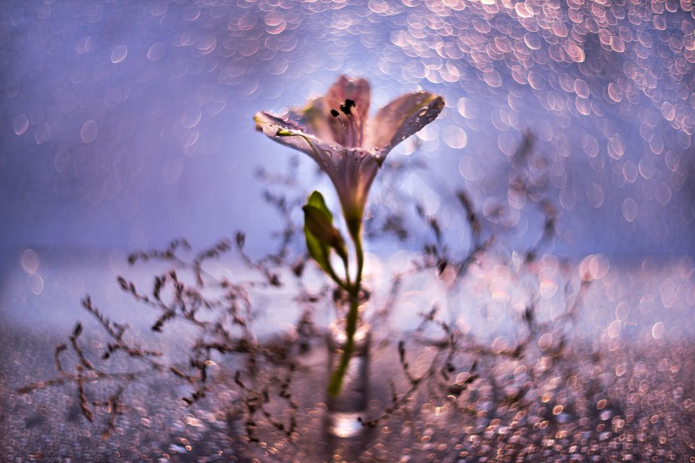 Photograph by Юлия (Метафора Души) Кузьменко