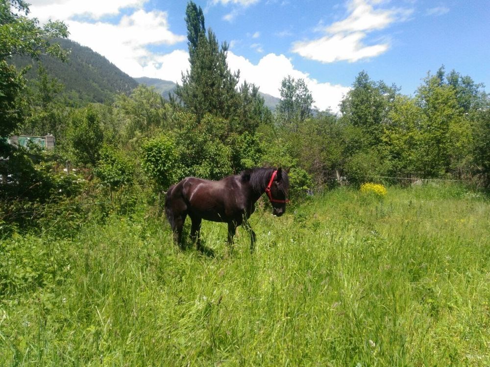 Horse