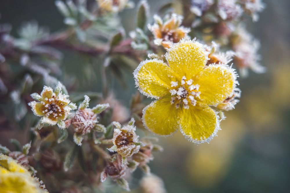 Морозное утро