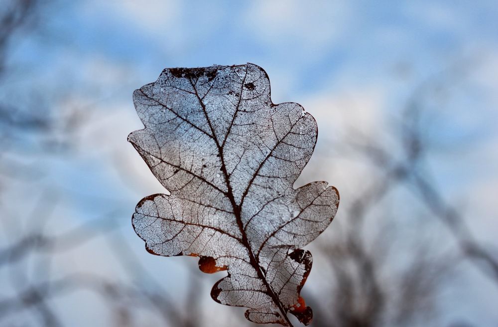 Путешествие листика в осеннем лесу