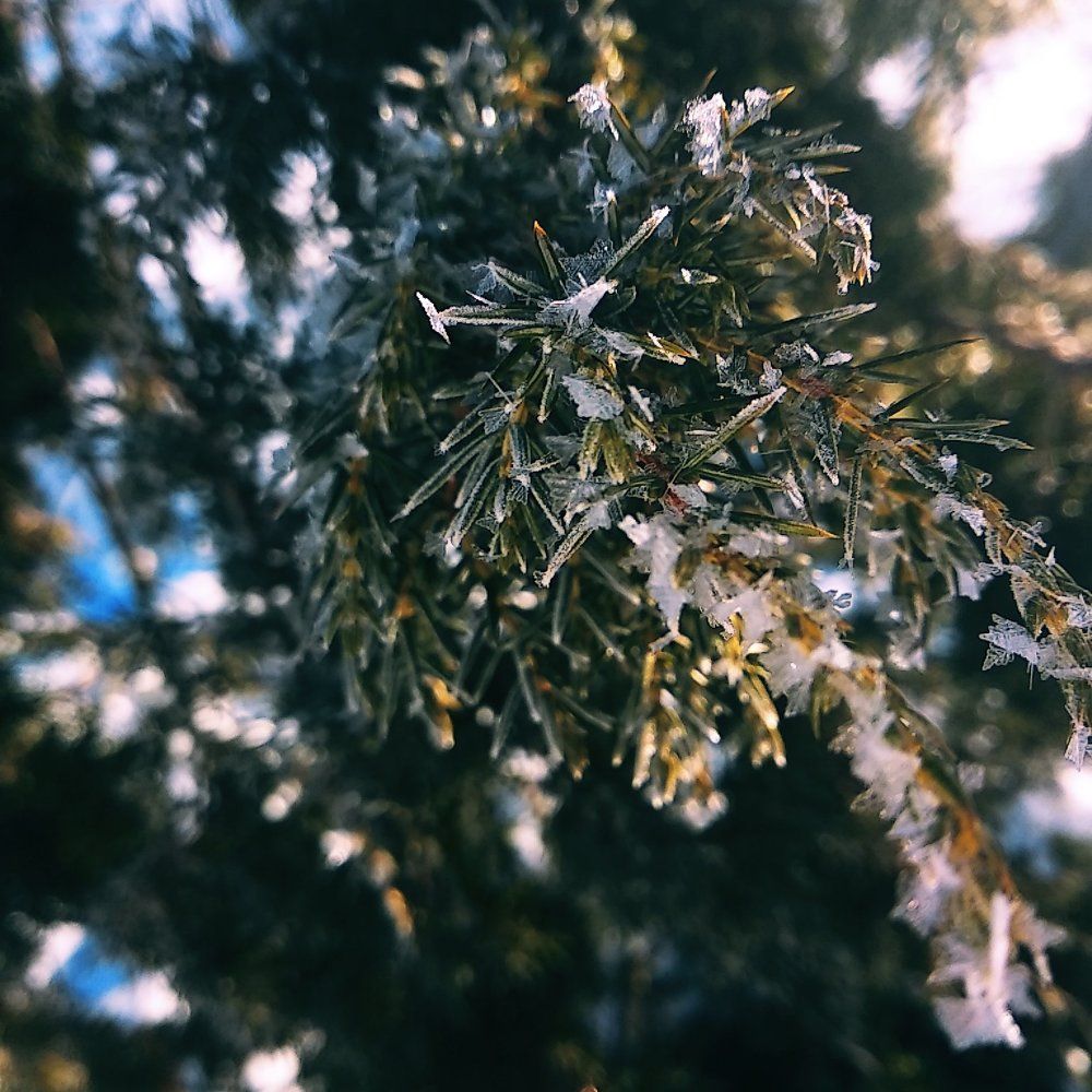 Мороз, творит чудеса ✨