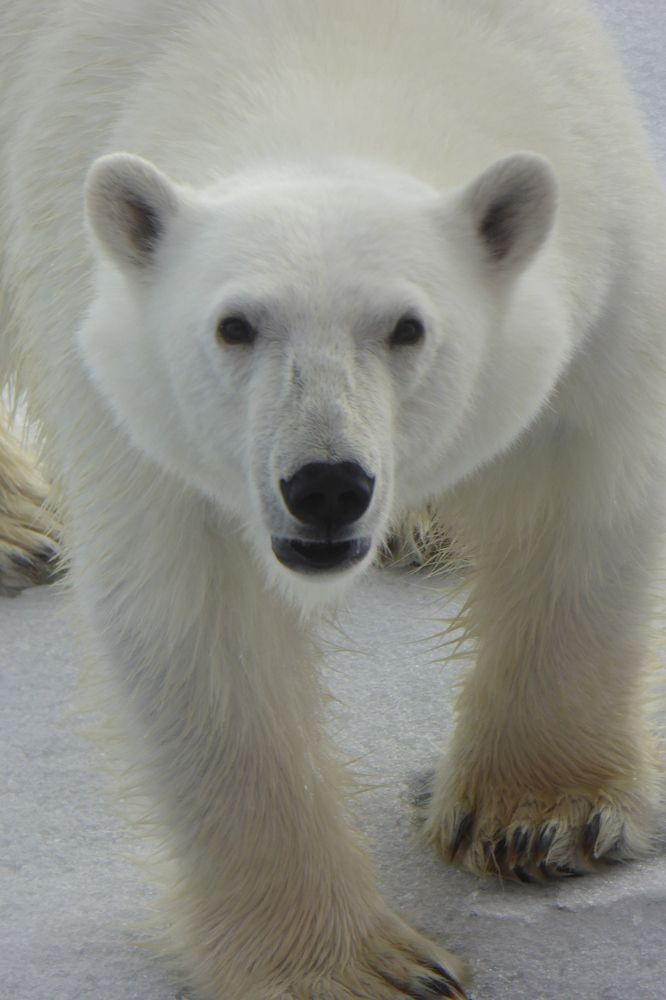 С чем пришёл?