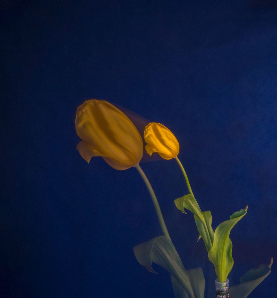 И расцвели тюльпаны