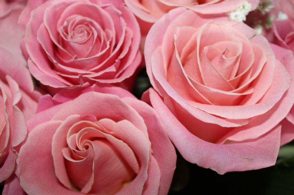 Розовое чудо