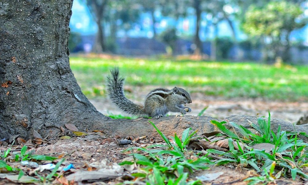 Squirrel and nut