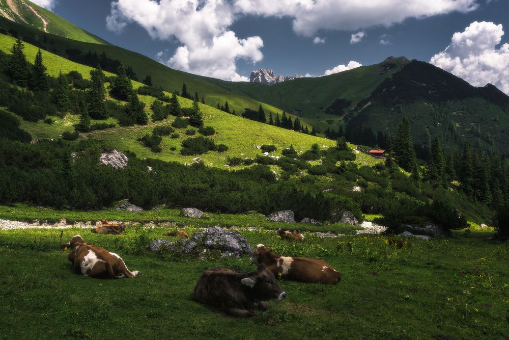 Отдых на зелёном лугу