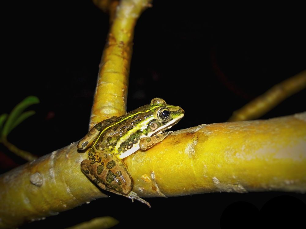 The versatile Bull Frog
