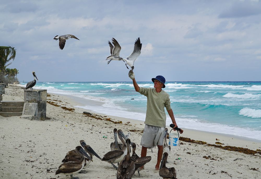 Старик и птицы