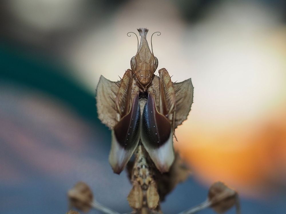 Цветочный богомол