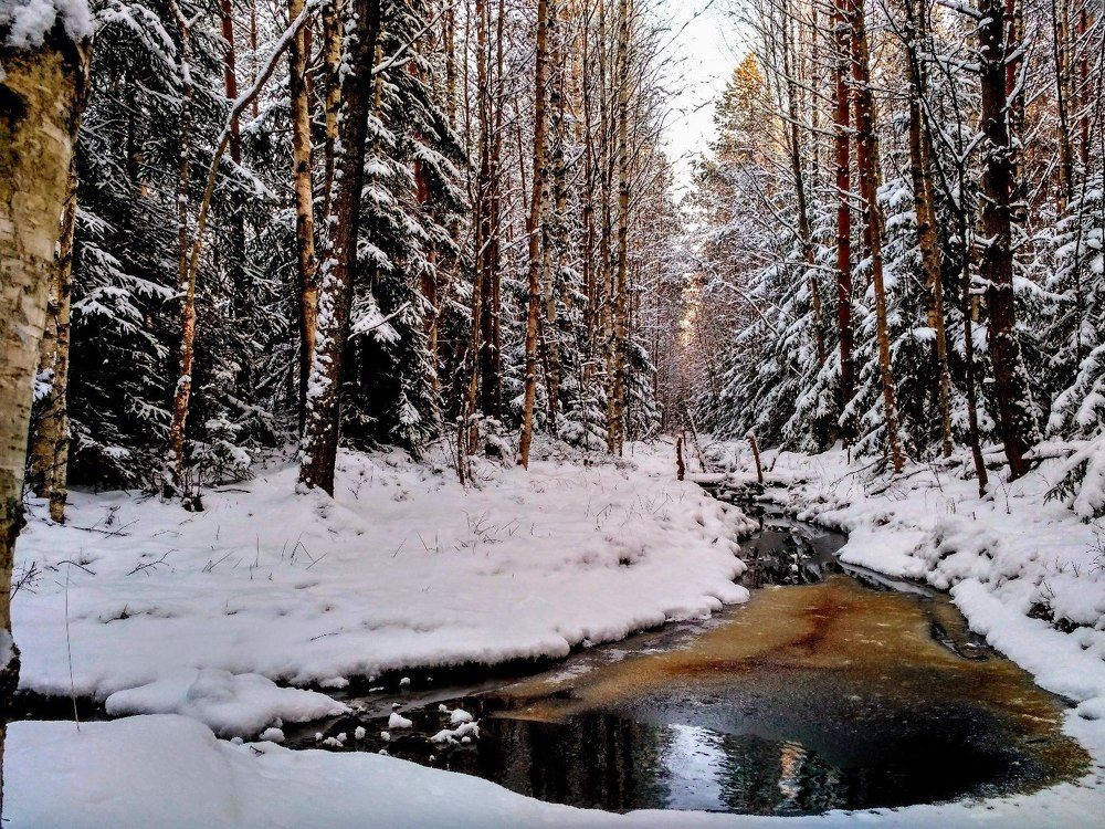 Russian forest