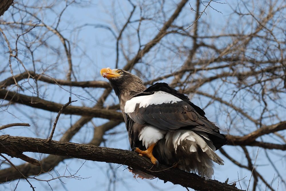 Белоплечий орлан