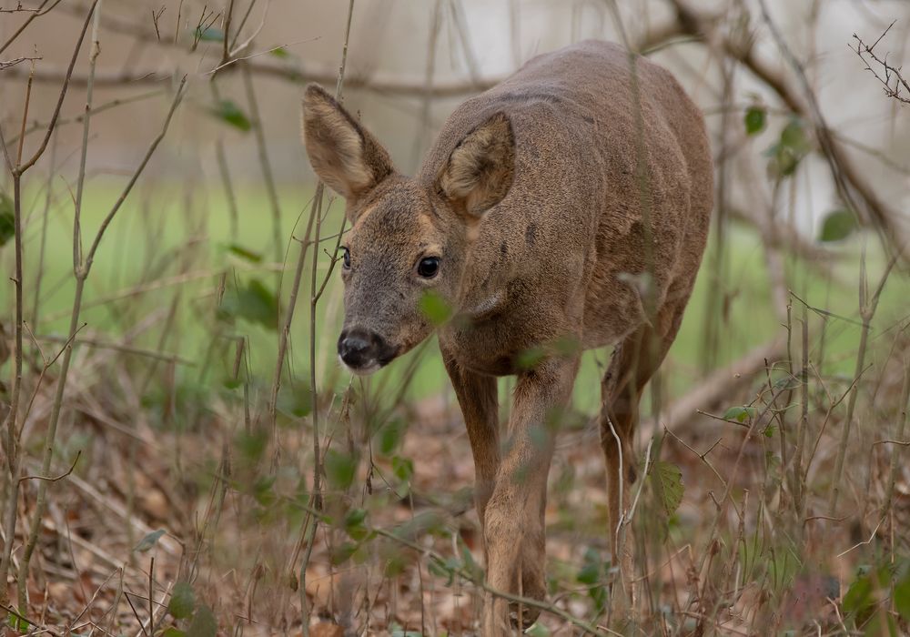 Roe Deer