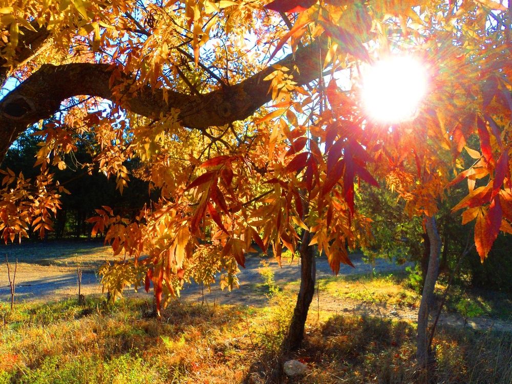 Золото осени