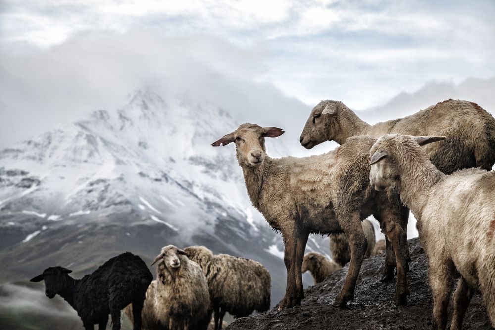 Овцы в Куруше