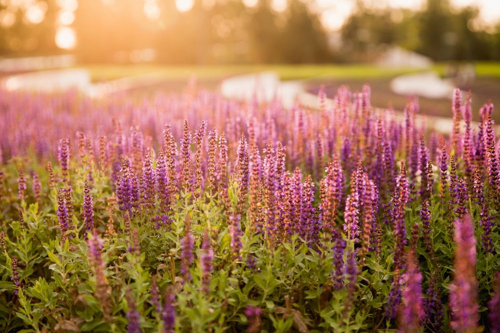 Золотистый закат