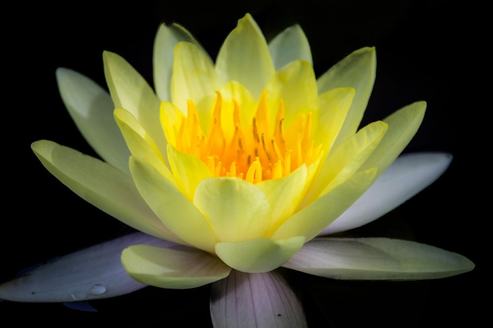 yellow lotus