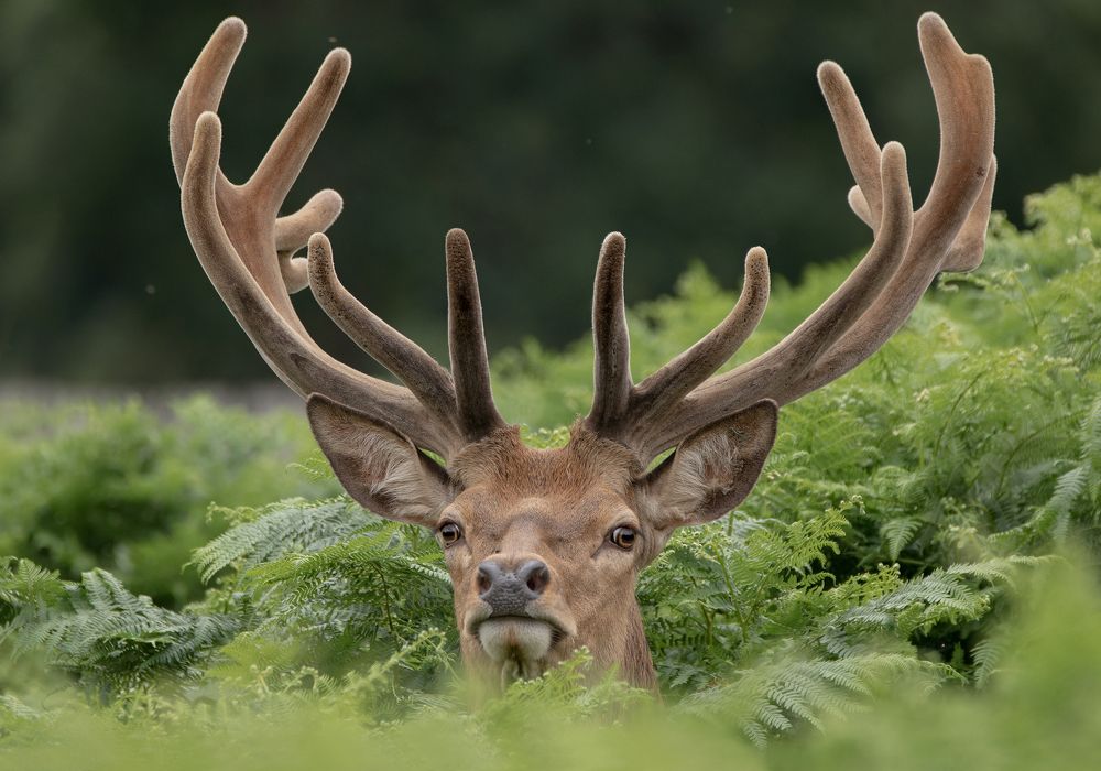 Red Deer Stag