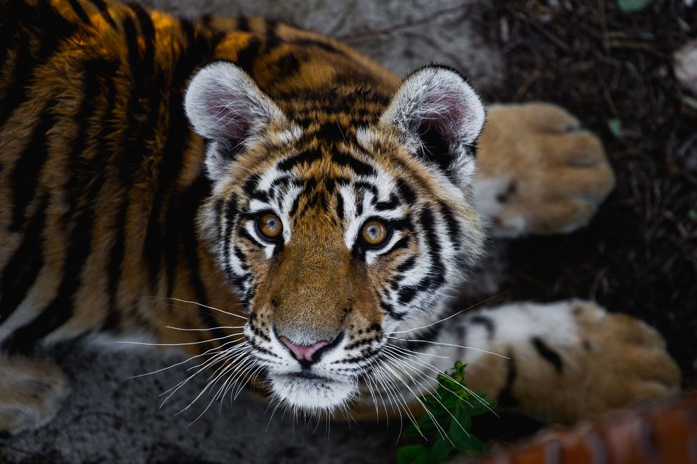 Портрет Тигра