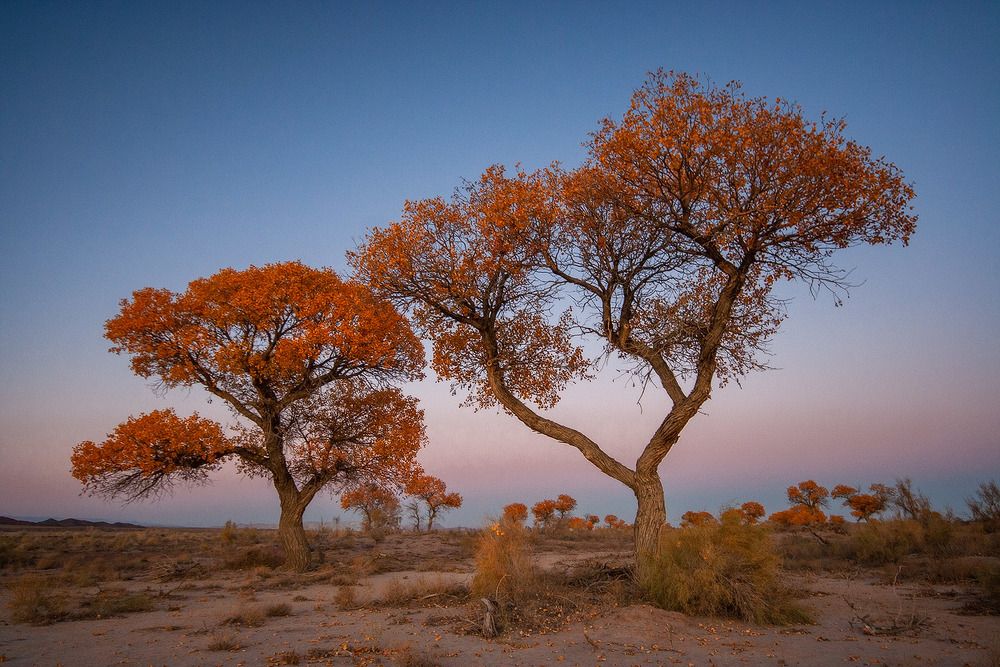 Туранговая роща
