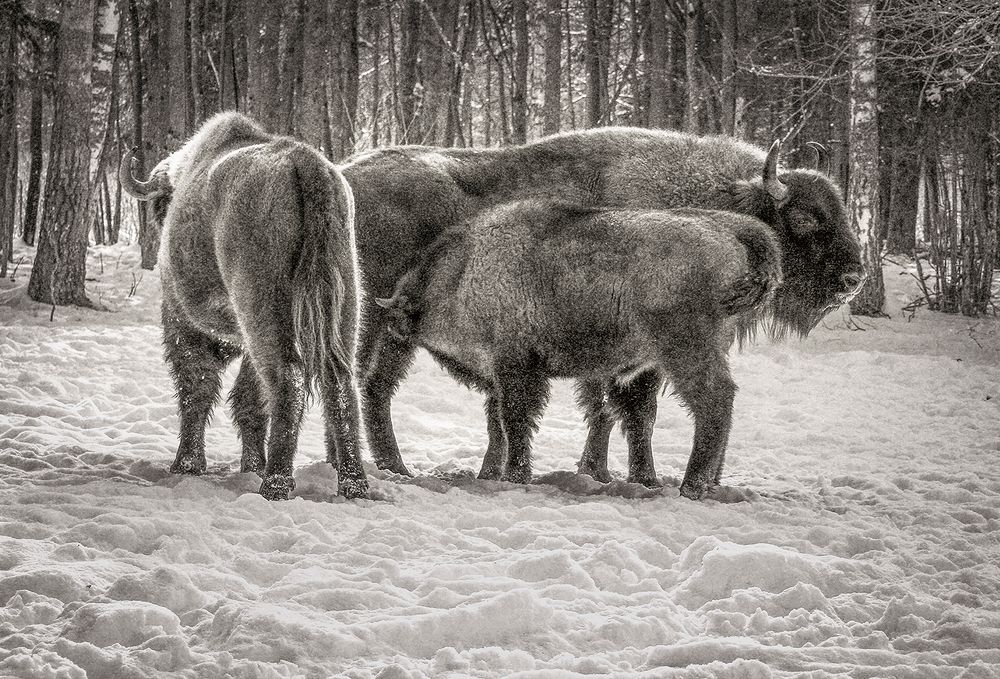 Семейные отношения.