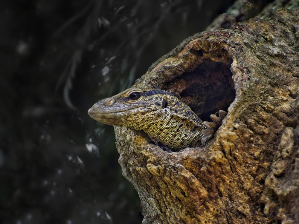 Wild in the Tree